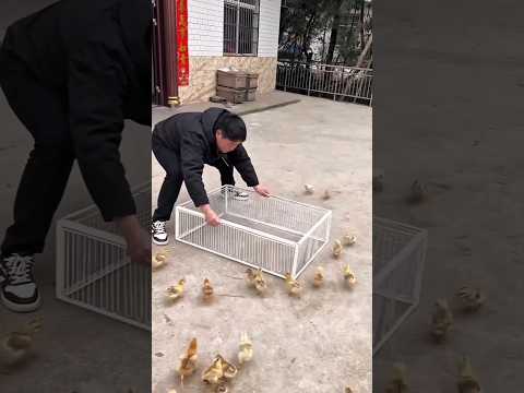 الحالة التي رأيتها للفراخ داخل القفص ستكسر قلبك 🐥🤯😍!! #shorts