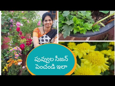 చామంతి పువ్వులు సీజన్ అంతా పూయాలంటే.How to increase the blooming season of crysanthymum?#crsanthymum