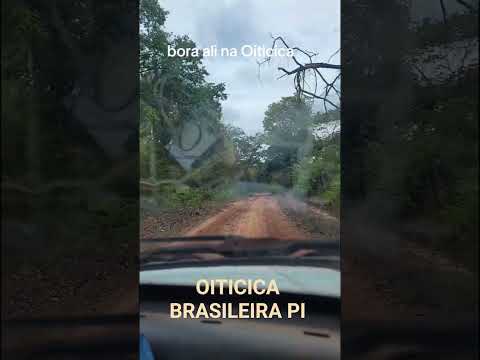 Oiticica  Brasileira Pi