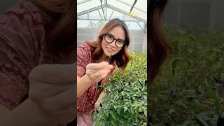 Download lagu BLACK CHILI IS GOOD FOR DIABETES! mp3 Download lagu BLACK CHILI IS GOOD FOR DIABETES! mp3