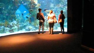 preview picture of video 'ABQ Biopark (Albuquerque) Aquarium 2 minute speed run'
