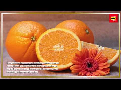 What is the Importance of Crop Rotation in Agriculture Sustainability