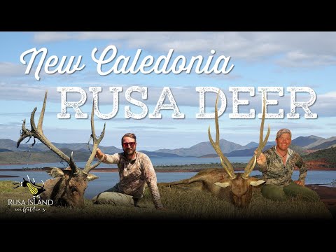Roaring Rusa Stags in New Caledonia