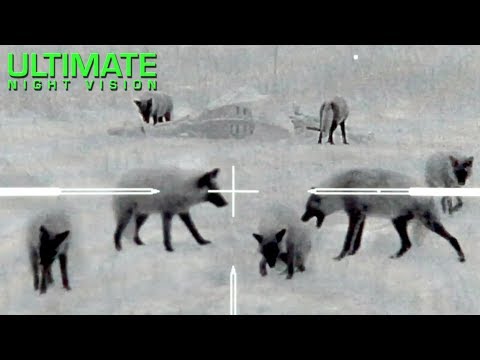Thermal Predator Hunting | 60 Coyotes Down by O'Neill Ops