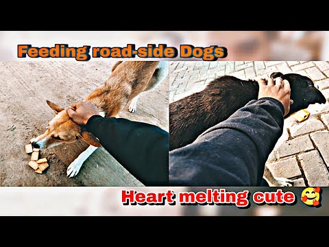 Feeding road-side Dogs | Inme toh pyaar a Gaya | ye sab kinte peyare hai 🥰 ...