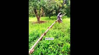 Download lagu Mikat burung lepasan pakai jangkrik point burung toed/pentet/cendet mp3 Download lagu Mikat burung lepasan pakai jangkrik point burung toed/pentet/cendet mp3