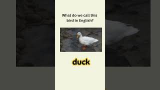 English vocabulary#quiz #english #englishlearning #englishlanguage #vocabulary #learning #quiztime