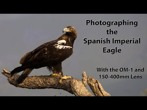 Spanish Imperial Eagle hunting and behavior