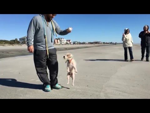 1st YouTube video about are dogs allowed on folly beach