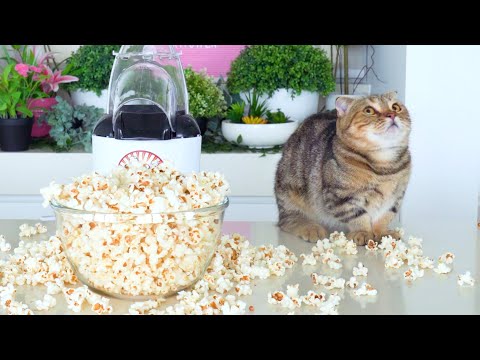 Do Cats Like Popcorn?