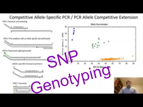 SNP genotyping Plants: Competitive Allele-Specific PCR Genotyping