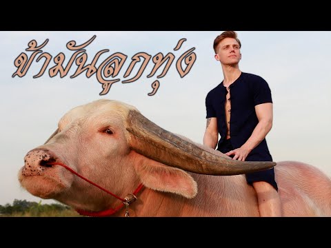 ข้ามันลูกทุ่ง | Sebastian Hansson Cover (กับควายเผือก 18 ล้าน)