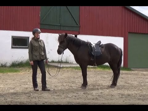 How to motivate a horse to stand still while mounting part 1