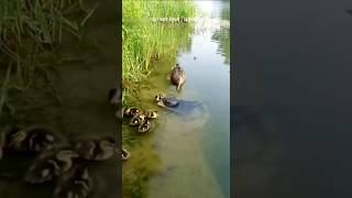 Catfish attack ducklings #ducks #catfish #animal fights