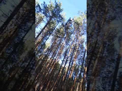 Wac toja buja drzewa Perfektem. Realtalk