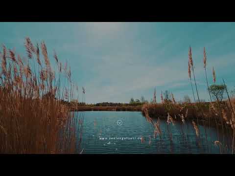 Heimkommen mit deinem Tier - geführte Meditation für Verbundenheit und innere Ruhe