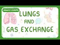 GCSE Biology Gas Exchange And Lungs