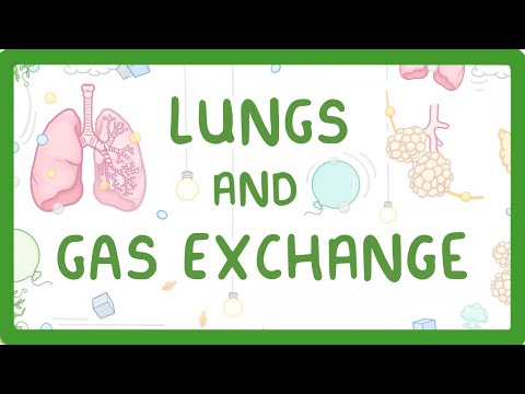 GCSE Biology - Gas Exchange and Lungs  #26