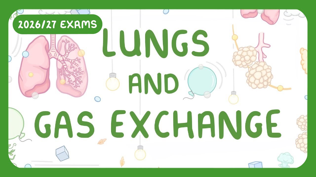 GCSE Biology - Gas Exchange and Lungs  #26