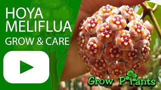 Hoya meliflua - grow & care (Beautiful houseplant)