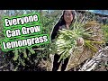 How To Grow Lots Of Lemongrass 🌱 Everything You Need To Know!