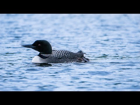8 HOURS RELAXING LOON CALL AT NIGHT - A Special Message for All of You | Bless Your Soul