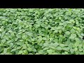 Soybean Status