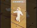 New Video Funny Video Animals Funny Reaction Video Funny Comedy Youtubeshorts