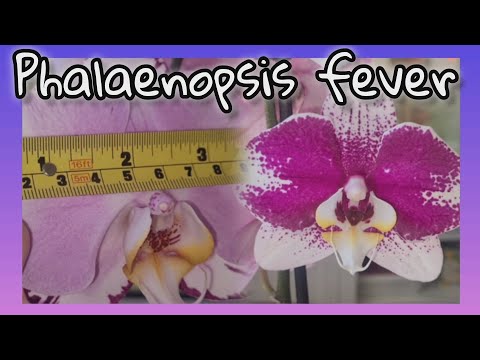 GARDENCENTER ORCHID HAUL GORGEOUS NEW PHALAENOPSIS