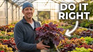 Coral Bells | How to Grow These Colorful Shade Plants
