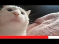 Cat Vibing Original Video