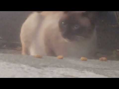 Mini wild animals eating, licking, relaxing & sleeping 😺🐈