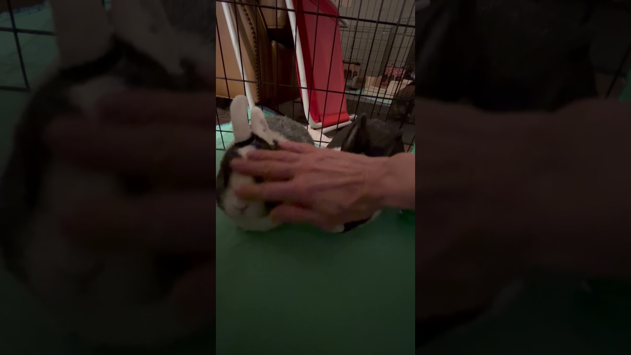 Rosie and Lily: Sweet Social Ladies, a Adoptable Dutch in Asheville, NC video 5/5