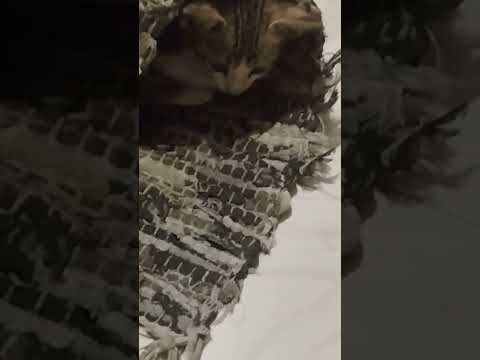 cute cat 💫💫💫