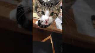 可愛いミルキーだけど、これ怒ってます…短いけど最後まで見ていってね！