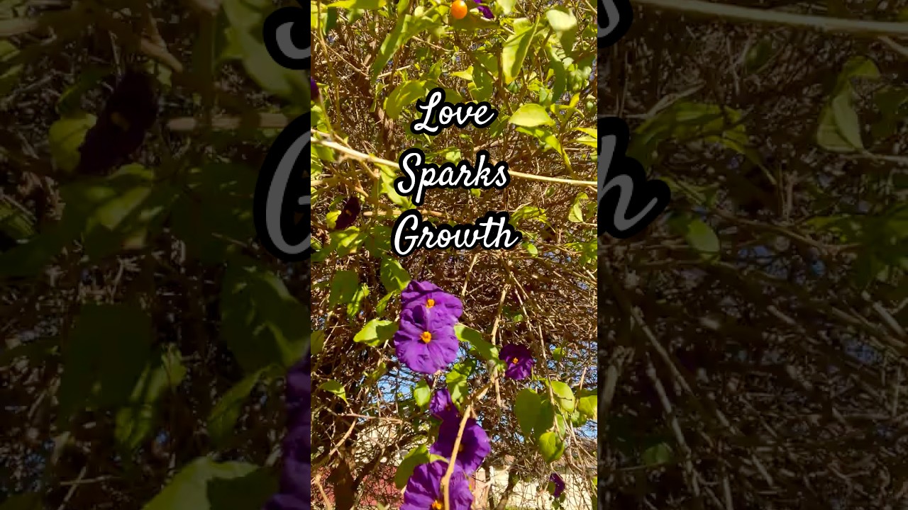 𝗛𝗼𝘄 𝗟𝗼𝘃𝗲 & 𝗔𝘁𝘁𝗲𝗻𝘁𝗶𝗼𝗻 𝗦𝗽𝗮𝗿𝗸 𝗚𝗿𝗼𝘄𝘁𝗵 | #hope