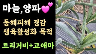 텃밭, 마늘&양파????  동해피해 경감 및 생육활성화 목적, 트리거비+대유고애마 엽면살포
