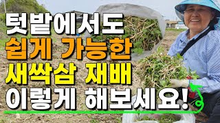 텃밭에서 쉽고 간편하게 키울수 있는 새싹삼? 이렇게 재배해보세요! - 1년근묘삼 새싹삼모종 장뇌삼모종