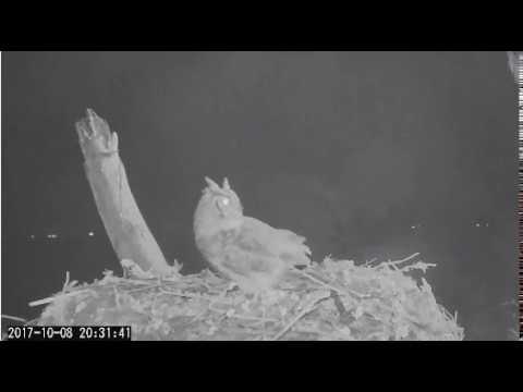 Great Horned Owl visits Savannah nest on 10/8/17
