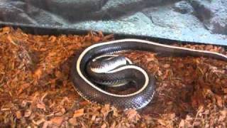 White Mouse - 01 - Super Fast.mov