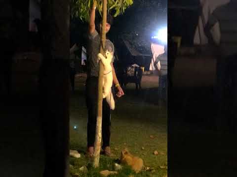 #cats#rishikesh #animals