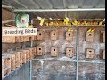 Over 25 Pairs of Lutinos Ficher Breeding Lovebird Setup Aviary 4k Video