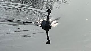 Light Integration Assistance with Archangel Metatron