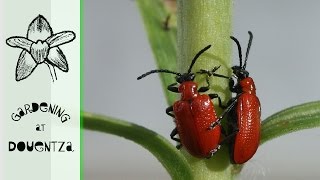 Identifying & Getting Rid Of Lily Beetle