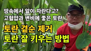 토란(土卵) 땅속에서 자라는 알 / 고혈압과 변비에 대장암에 좋은 토란 / 토란 곁순 제거 방법 / 토란 잘…