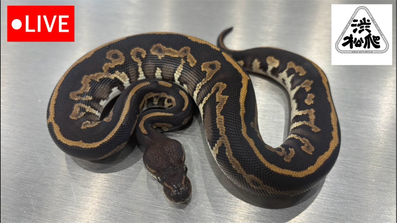 生体紹介LIVE【渋谷松濤爬虫類】