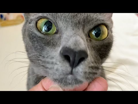 Cat asking for a massage | Lucky Korat Cat