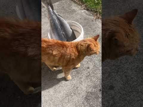 He gave me the worst SIDE EYE #gingercat #sassycat #catshorts