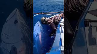 Download lagu Menangkap ikan tuna sampai ke dalam laut #bluefintuna #spearfishing #underthesea mp3