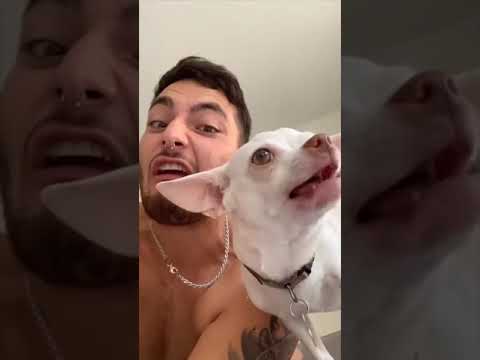 Dogs Funny Acts that makes you laugh out loud...